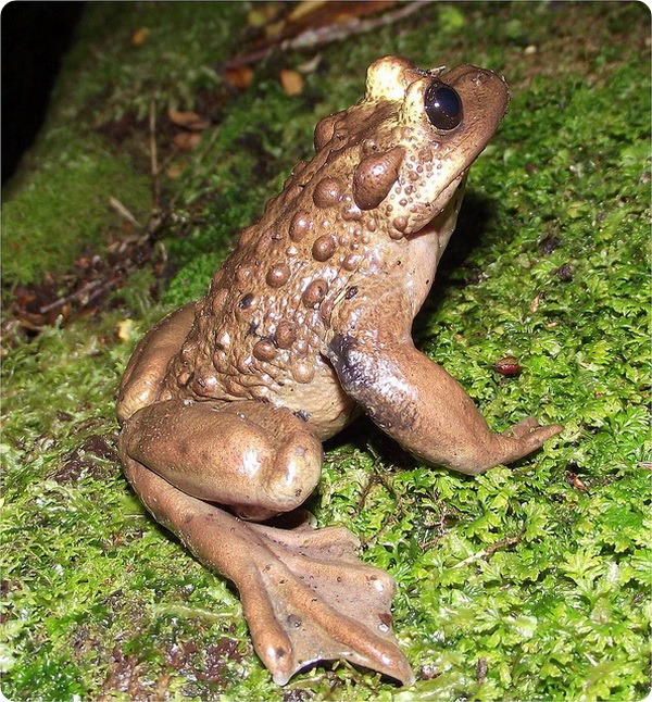 Лягушка Буллока (лат.Telmatobufo bullocki)