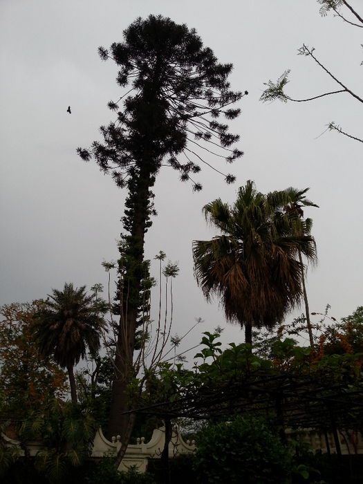 20130417_175242 (525x700, 371Kb)