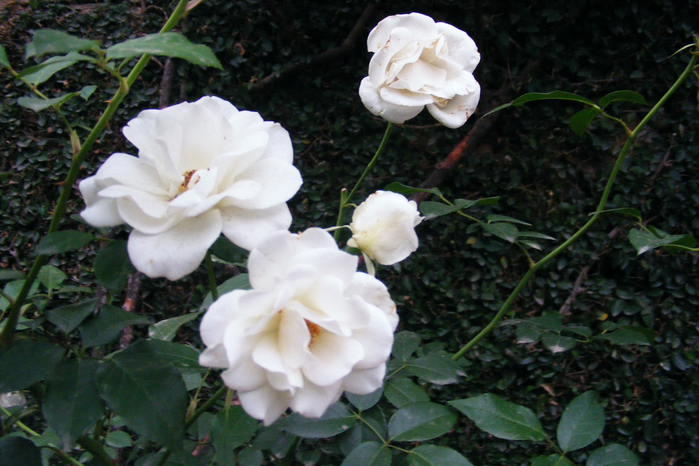 DSCF9738 (700x466, 436Kb)