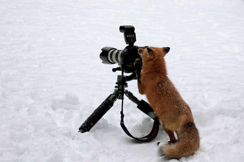 Лиса, Камера, Курьез