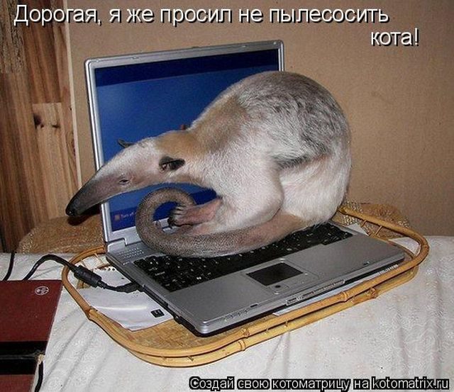 Смешные котоматрицы)) Смешные котоматрицы))