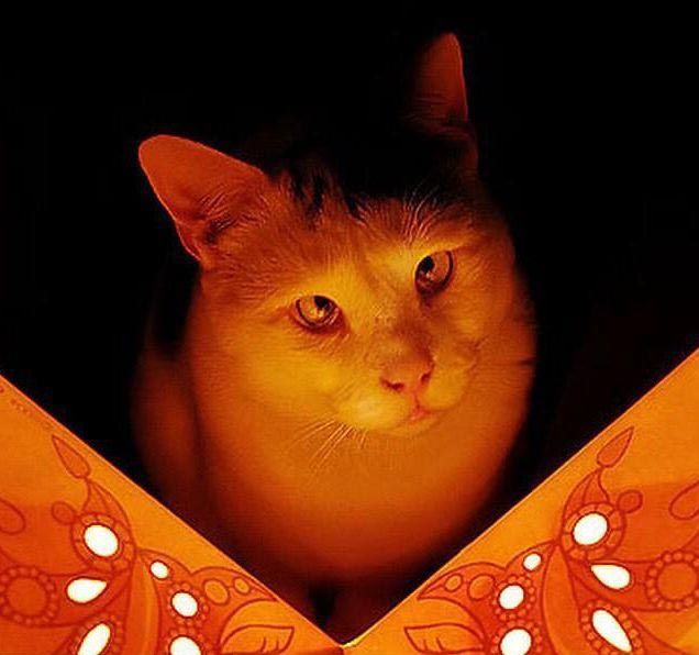 Милейшие косоглазые коты, чей изъян делает их уникальными Милейшие косоглазые коты, чей изъян делает их уникальными животные, косоглазые коты
