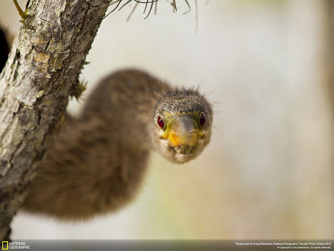 Лучшие фотографии июня 2012 от National Geographic