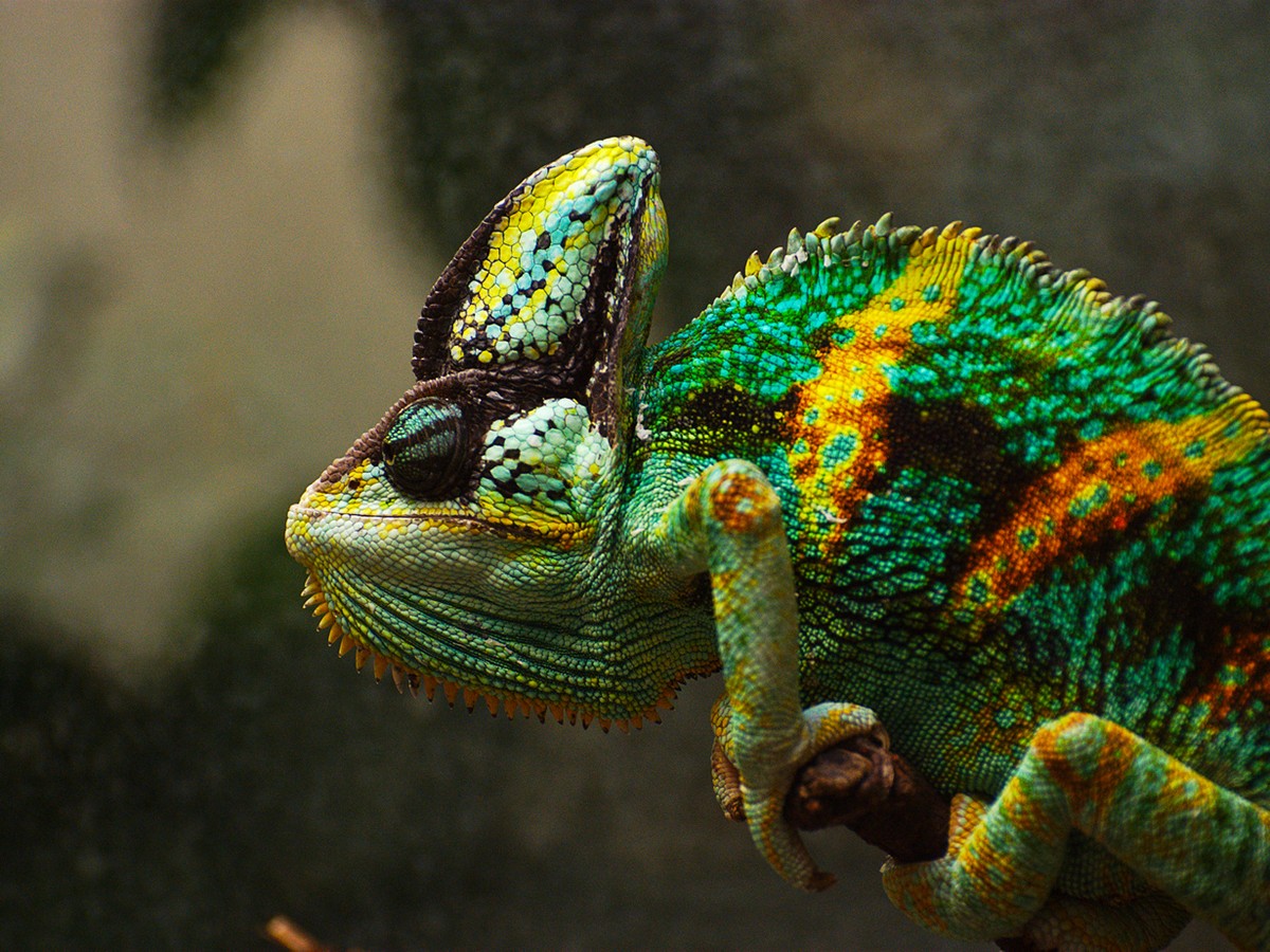 chameleons07 Самые колоритные хамелеоны