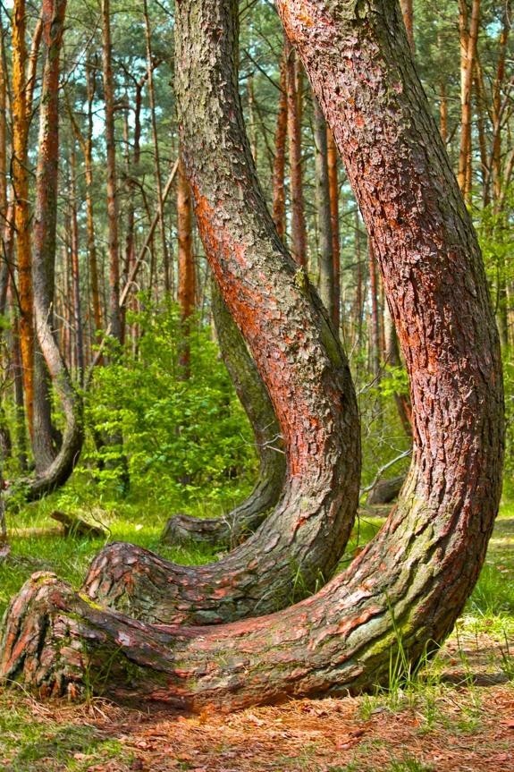 Другая теория утверждает, что деревья были специально выращены изогнутыми, возможно, судостроителем или плотником