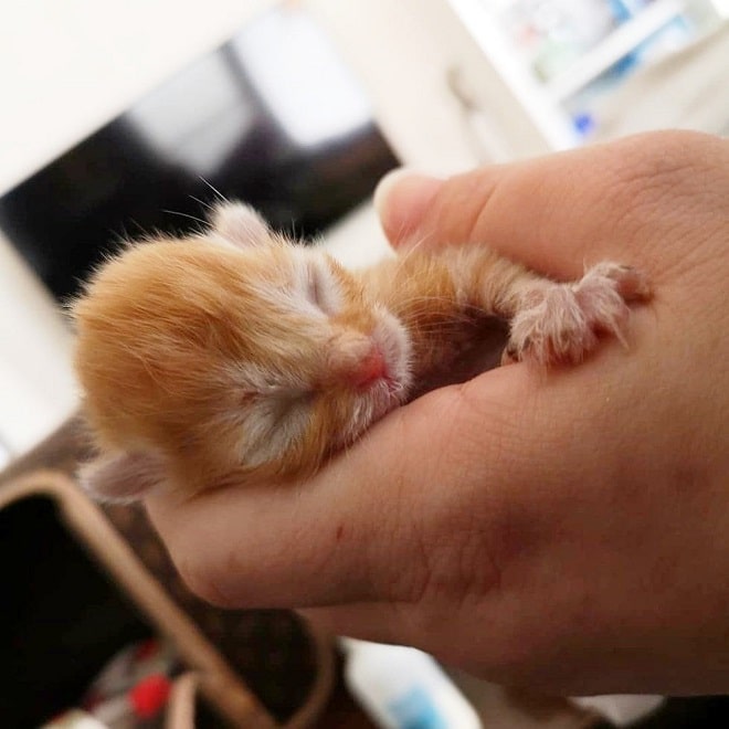 Слепой котенок Котенок в руке