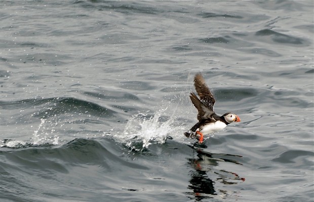 (. Fratercula arctica) (. Puffin)
