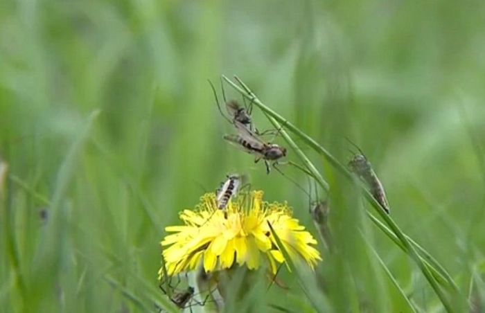 mosquitos08 Нашествие комаров в Висконсине