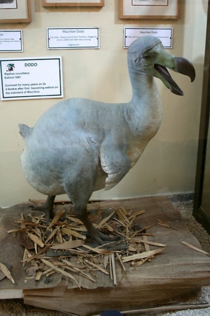 Дронты (лат. Raphidae) (англ. Dodo)