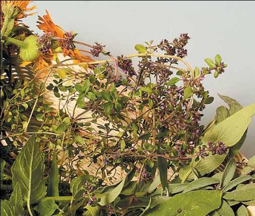 ������������ ��� ����������