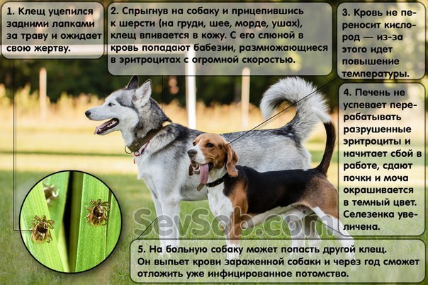 КАК ЗАЩИТИТЬ СОБАКУ ОТ КЛЕЩЕЙ