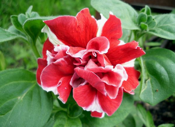 Посеяв петунию на рассаду в феврале, в мае вы уже будете любоваться цветами