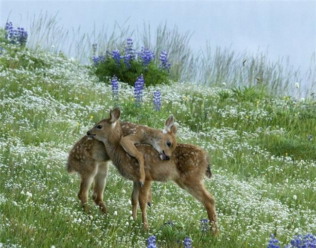Search Results Funny Wild Animal Photos - Free Download Wallpaper
