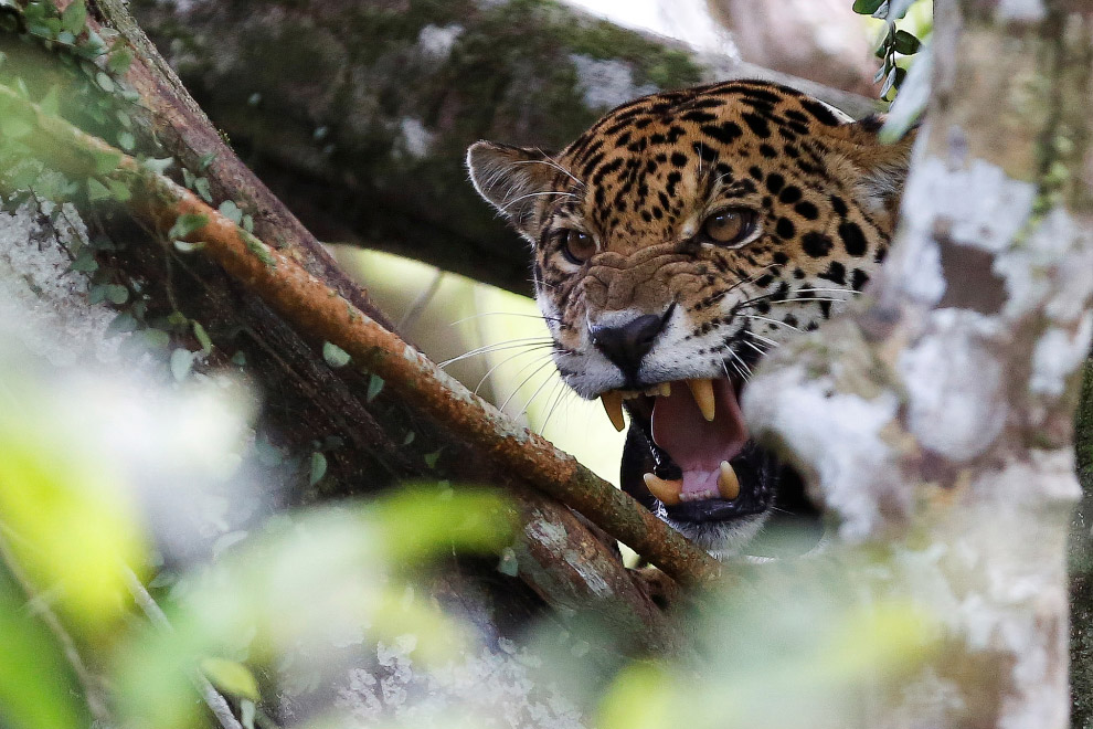 Brazil jaguars find safe haven in rainforest trees