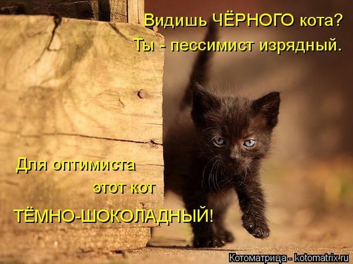 Котейки, собаки и один конь желают всем хорошего настроения!