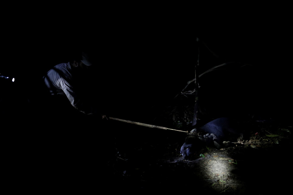 Brazil jaguars find safe haven in rainforest trees Brazil jaguars find safe haven in rainforest trees