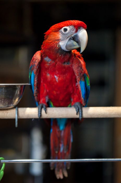 Как меняются попугаи ара за два первых месяца своей жизни