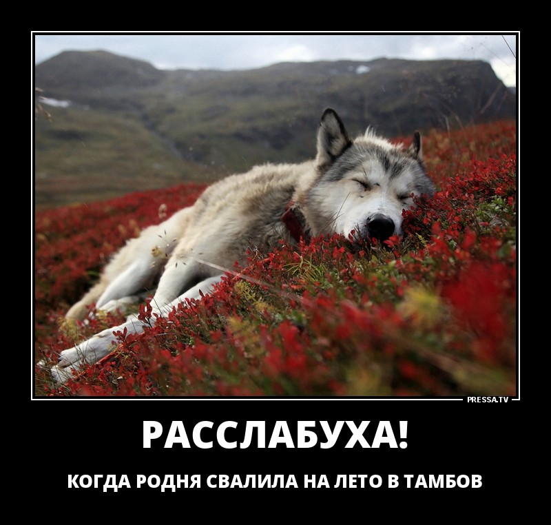 ДЕМОТИВАТОРЫ+ ДЕМОТИВАТОРЫ+