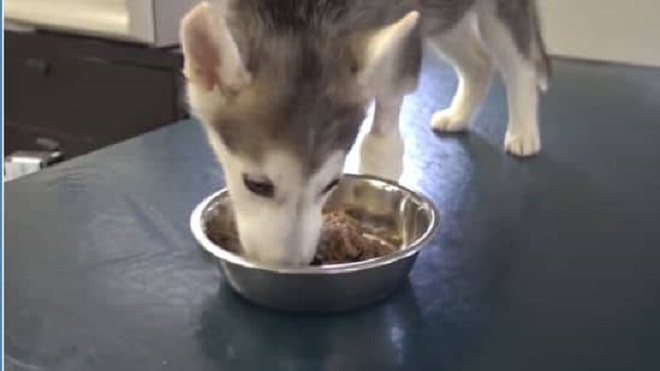 Щенок и еда Хаски кушает