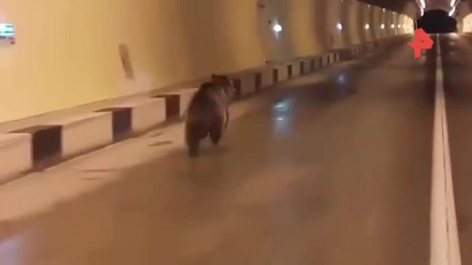 Видео: медвежонок бегал по туннелю между Россией и Южной Осетией