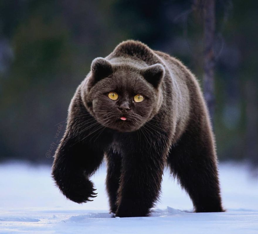 animals-photoshopped-cats-koty-vezde-52-5dad8090868f3__880.jpg animals-photoshopped-cats-koty-vezde-52-5dad8090868f3__880.jpg