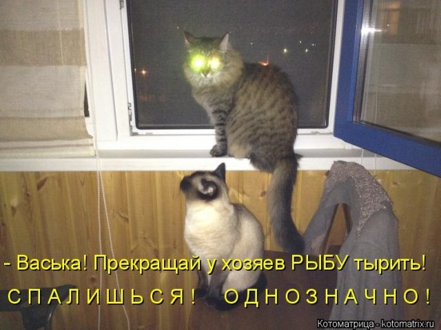 Самые смешные котоматрицы для хорошего настроения) Самые смешные котоматрицы для хорошего настроения)