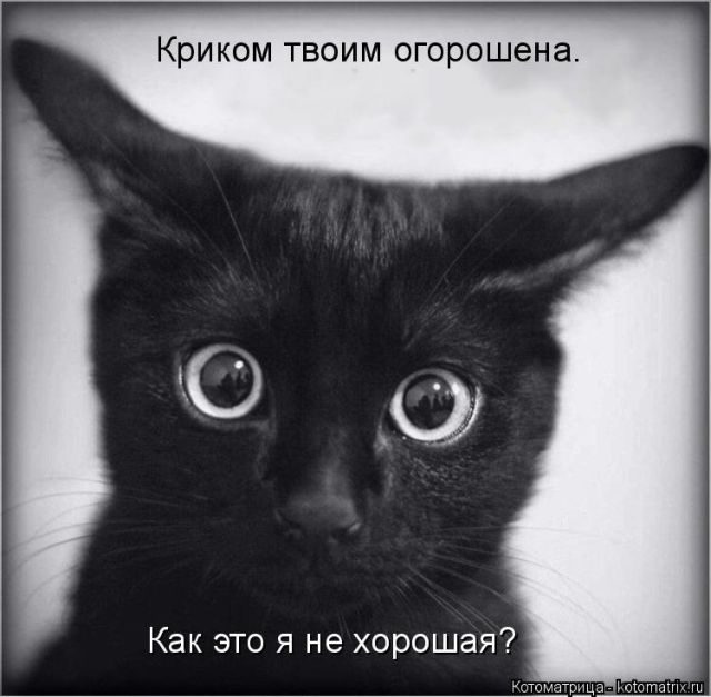 Лучшие котоматрицы за прошедшую неделю)) Лучшие котоматрицы за прошедшую неделю))
