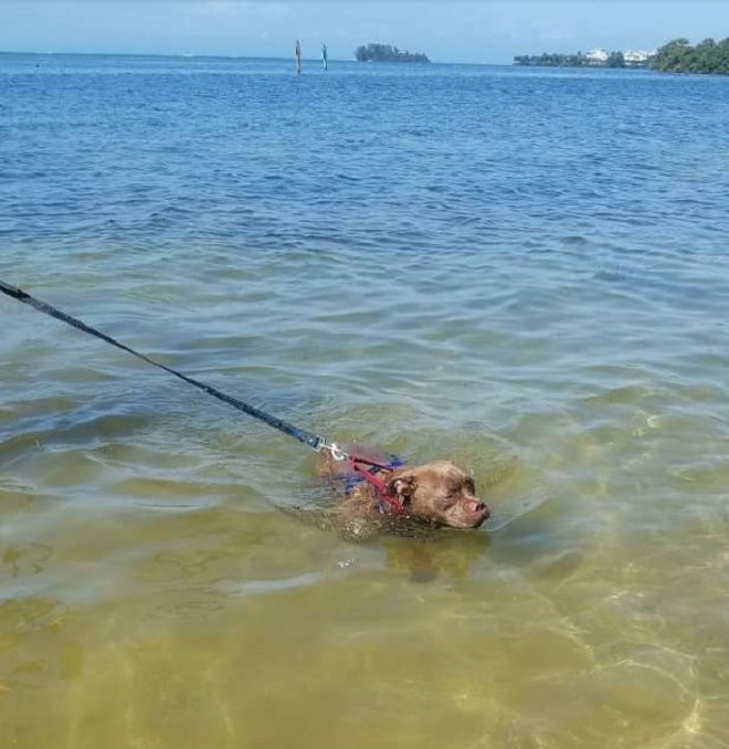 Пес плывет Собака в воде
