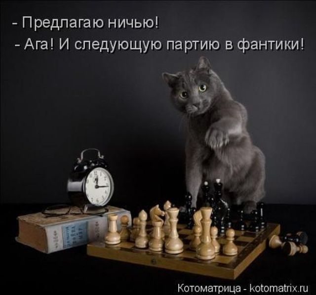 Лучшие котоматрицы за прошедшую неделю)) Лучшие котоматрицы за прошедшую неделю))