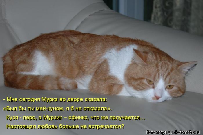 Котоматрицы великолепные, каждая с кусочком тепла, позитива и улыбкой! Котоматрицы великолепные, каждая с кусочком тепла, позитива и улыбкой!