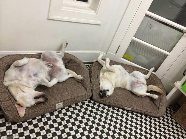 25 собак, которые знают, что такое настоящая дружба Собаки, которые знают, что такое настоящая дружба