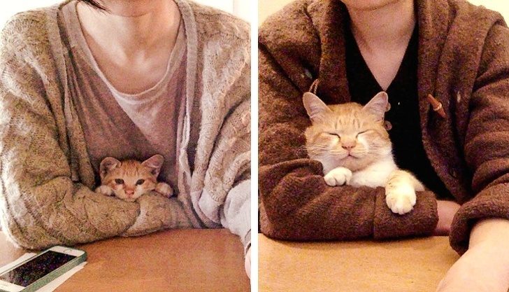 Питомцы, которые отдадут всё, лишь бы быть рядом с хозяином Питомцы, которые отдадут всё, лишь бы быть рядом с хозяином