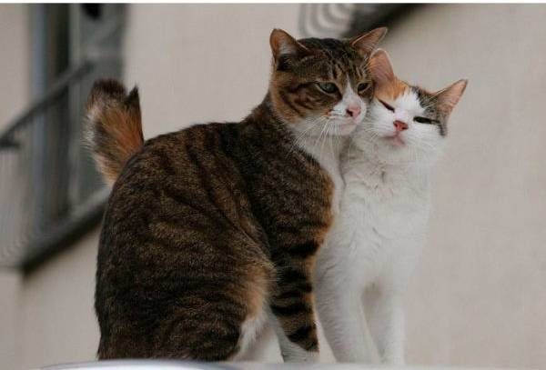 Что за чудо эти кошки!