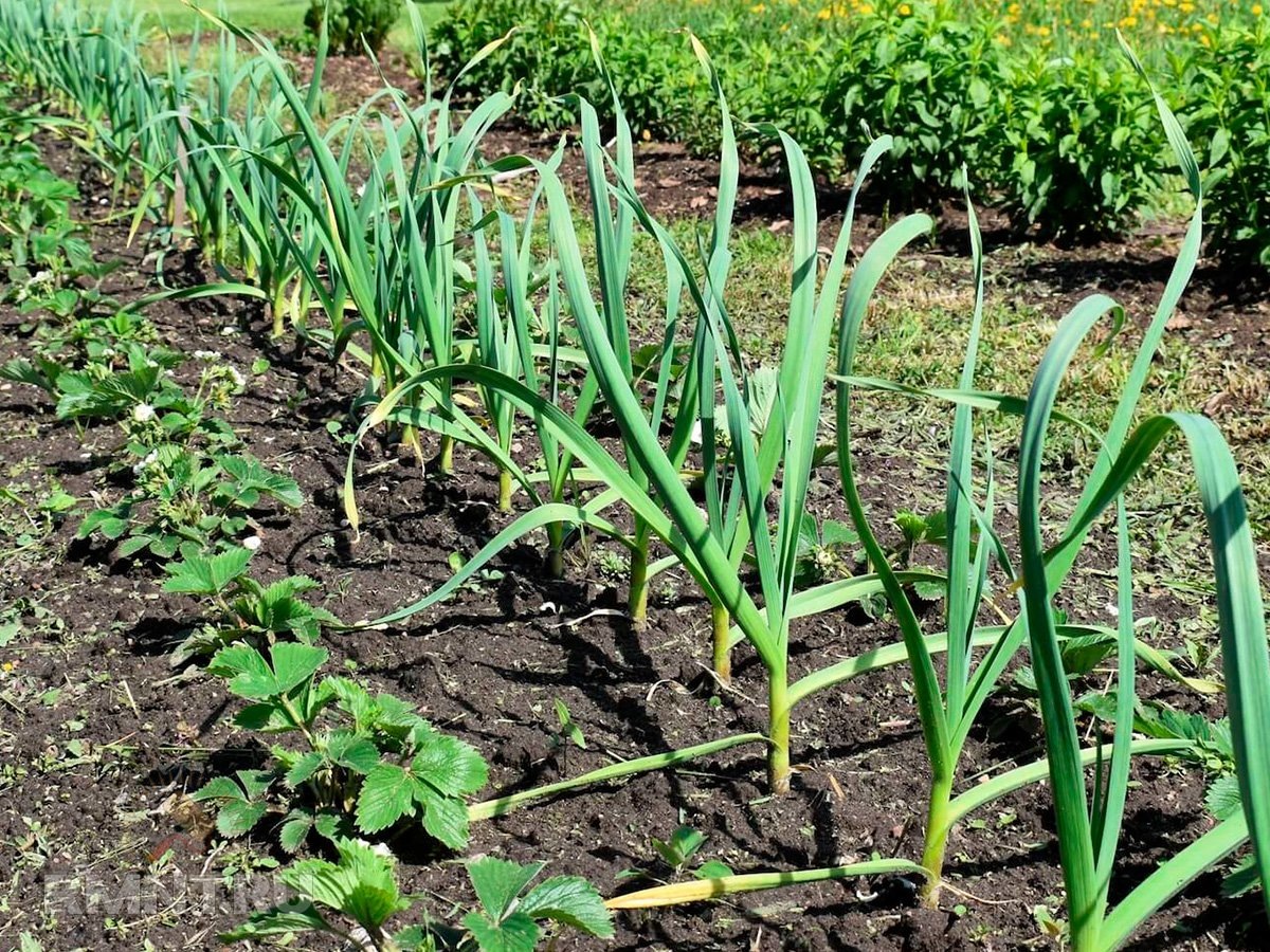 Фото plantura.garden
