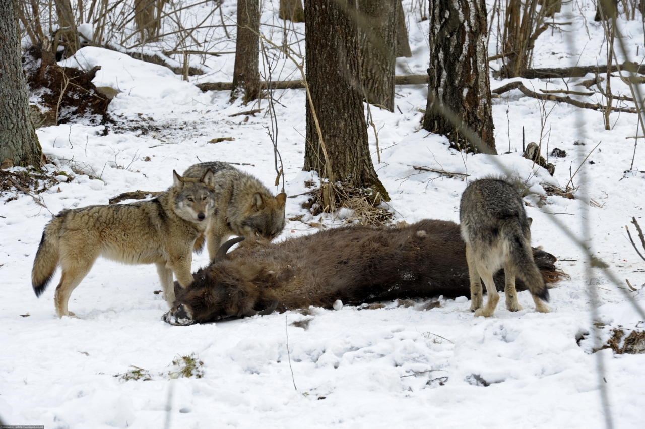 Nature: Radioactive Wolves