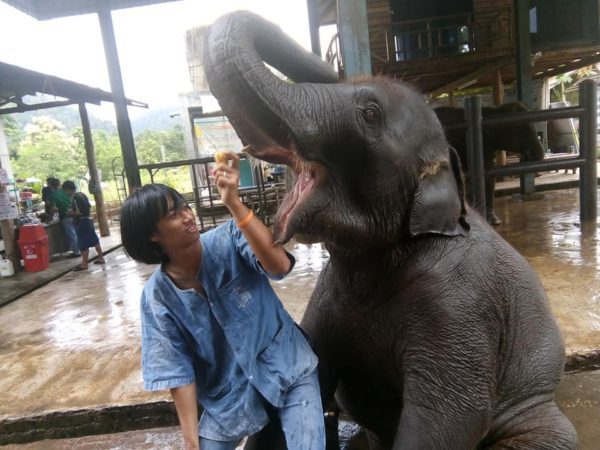 В Чианг Мае стартует школа Mahout В Чианг Мае стартует школа Mahout