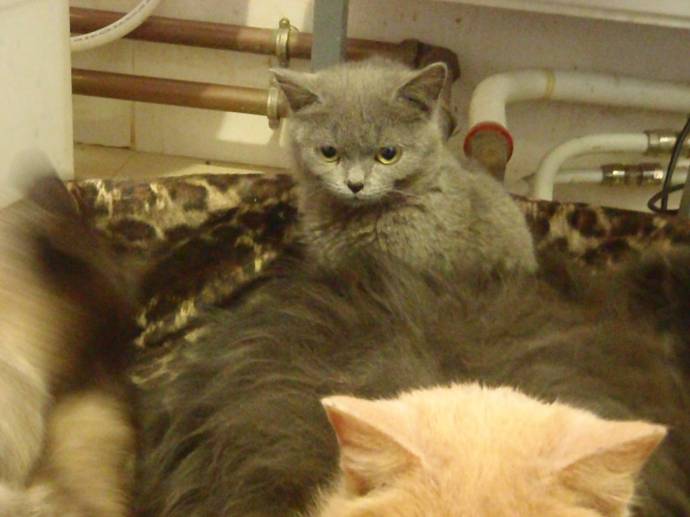 Под Петербургом спасли несколько кошек из мешков