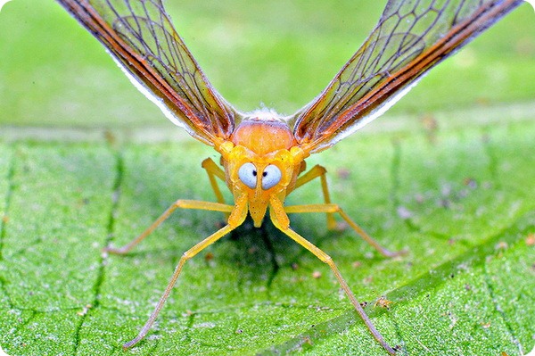  (. Dictyopharidae)