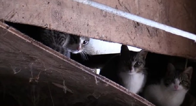 Три котенка Кошки прячутся