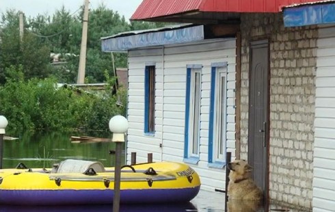 Пес Дружок, стоя по шею в воде, охранял жилище хозяев