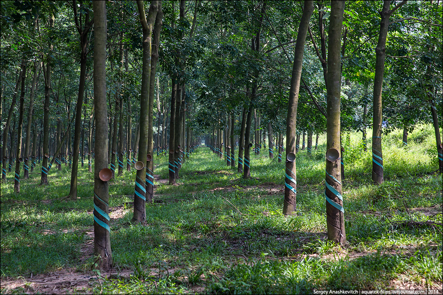 Каучуковые плантации в южном Вьетнаме