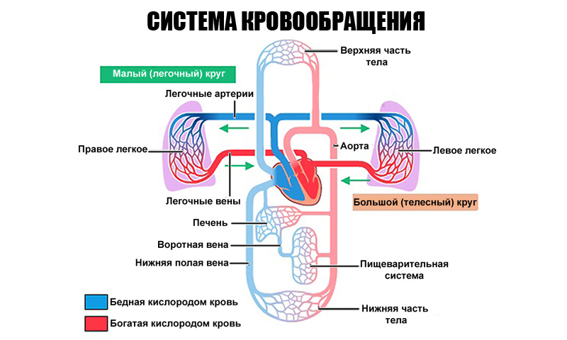 сердечный кашель
