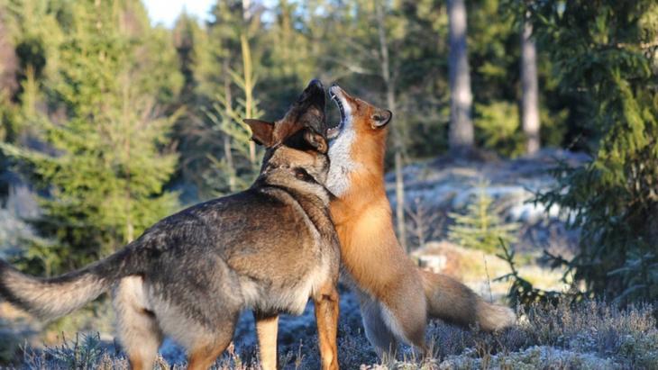 Sniffer fox and Tinni, дружба между лисой и собакой