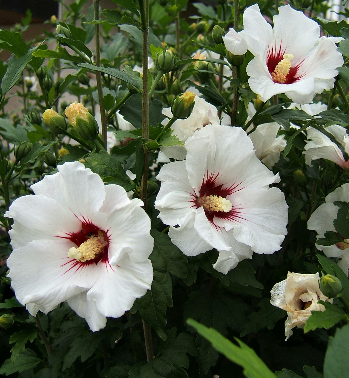 http://de.academic.ru/pictures/dewiki/50/2007-07-09Hibiscus_syriacus04.jpg