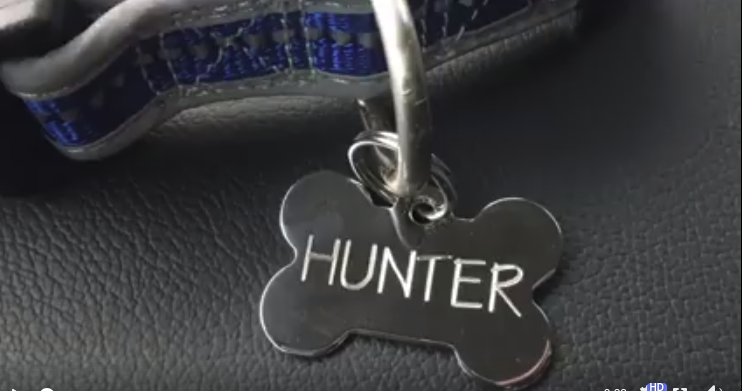 собаку бросили в приюте значок Hunter