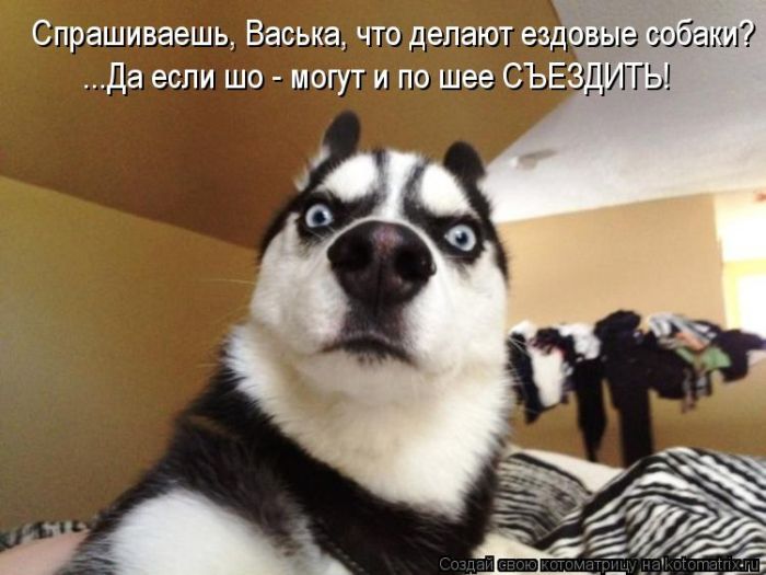 Лучшие котоматрицы недели (50 фото)