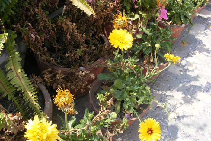 DSCF9820 (700x466, 527Kb)