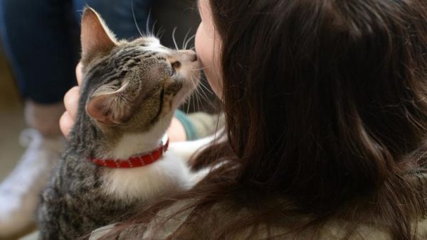 Почему кошки лучше относятся к женщинам, чем к мужчинам
