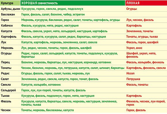 Что лучше посадить с тыквой Что лучше посадить с тыквой