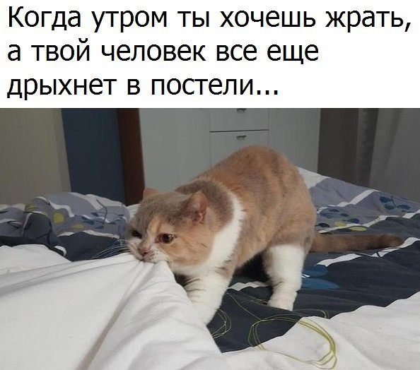 3416556_image_3 (594x524, 59Kb)